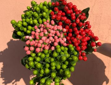 У нас свежая поставка Голландских срезанных цветов! 